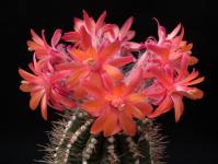 Thumbnail of 1187_Submatucana madisoniorum paucispina_20120710(1).jpg